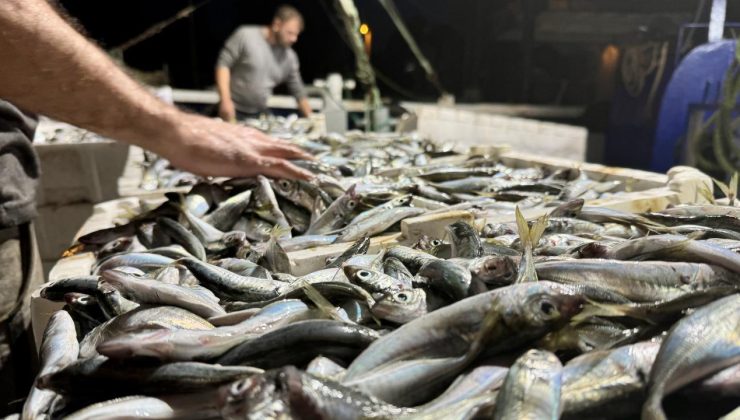 Balık Fiyatları Güncellendi: Hamsi, Palamut, Levrek ve Çipura Ne Kadar Oldu?